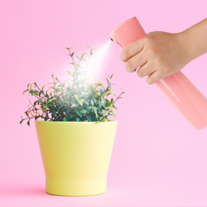 spray bottle for plants